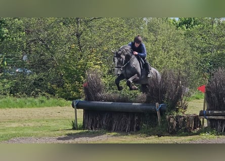 Irlandzki koń sportowy, Klacz, 4 lat, 166 cm, Karosiwa