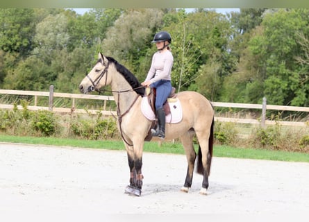 Irlandzki koń sportowy, Klacz, 5 lat, 151 cm, Bułana