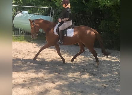 Irlandzki koń sportowy, Klacz, 5 lat, 160 cm, Kasztanowata