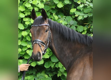 Irlandzki koń sportowy, Klacz, 5 lat, 160 cm, Skarogniada