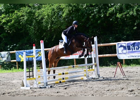 Irlandzki koń sportowy, Klacz, 5 lat, 162 cm, Gniada