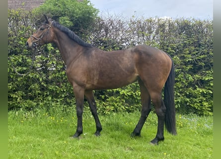 Irlandzki koń sportowy, Klacz, 5 lat, 163 cm, Ciemnogniada