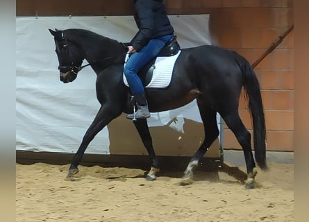 Irlandzki koń sportowy, Klacz, 5 lat, 165 cm, Skarogniada