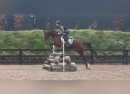 Irlandzki koń sportowy, Klacz, 5 lat, 166 cm, Kasztanowata