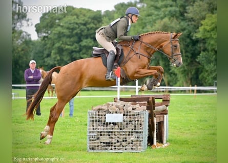 Irlandzki koń sportowy, Klacz, 5 lat, 168 cm, Ciemnokasztanowata