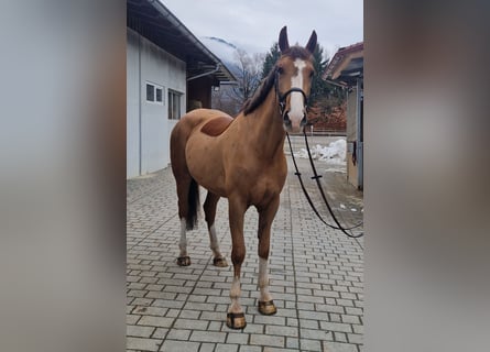 Irlandzki koń sportowy, Klacz, 5 lat, 168 cm, Kasztanowata