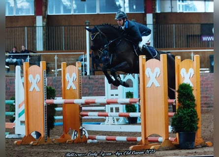 Irlandzki koń sportowy, Klacz, 6 lat, 158 cm, Jasnogniada
