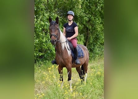 Irlandzki koń sportowy Mix, Klacz, 6 lat, 160 cm, Srokata