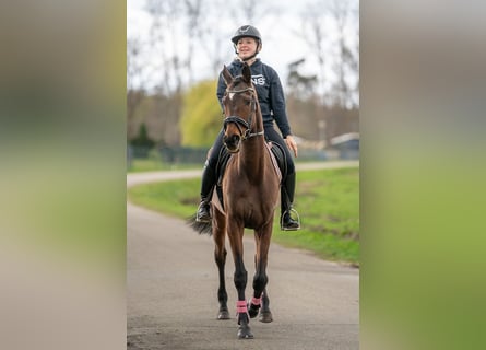 Irlandzki koń sportowy Mix, Klacz, 6 lat, 162 cm