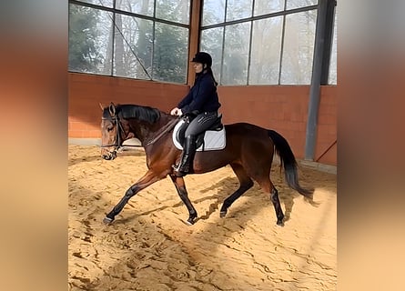 Irlandzki koń sportowy, Klacz, 6 lat, 168 cm, Gniada