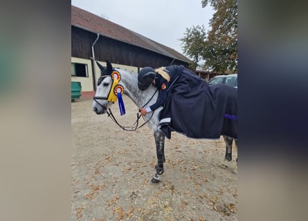 Irlandzki koń sportowy, Klacz, 7 lat, 147 cm, Siwa