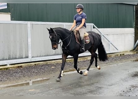 Irlandzki koń sportowy, Klacz, 7 lat, 162 cm, Kara