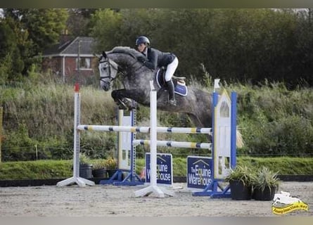 Irlandzki koń sportowy, Klacz, 7 lat, 163 cm, Siwa jabłkowita