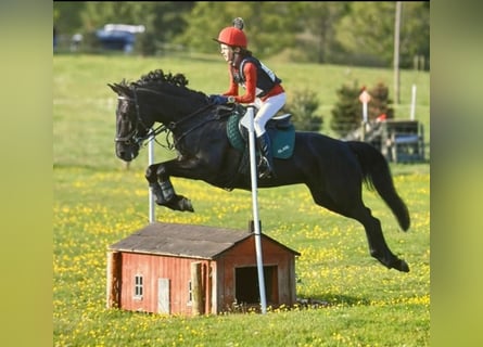 Irlandzki koń sportowy, Klacz, 8 lat, 147 cm, Ciemnogniada