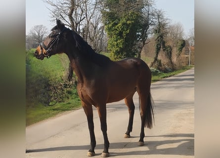Irlandzki koń sportowy, Klacz, 8 lat, 159 cm, Ciemnogniada