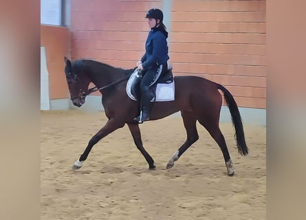 Irlandzki koń sportowy, Klacz, 8 lat, 164 cm, Gniada