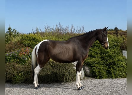 Irlandzki koń sportowy, Klacz, 9 lat, 148 cm, Tovero wszelkich maści