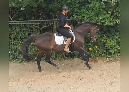 Irlandzki koń sportowy, Klacz, 9 lat, 152 cm, Gniada