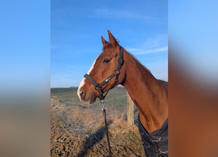 Irlandzki koń sportowy, Klacz, 9 lat, 155 cm, Kasztanowata