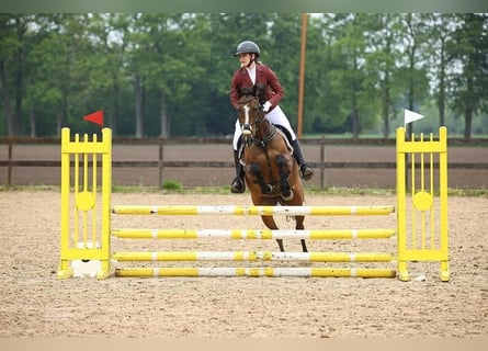 Irlandzki koń sportowy, Klacz, 9 lat, 156 cm, Gniada