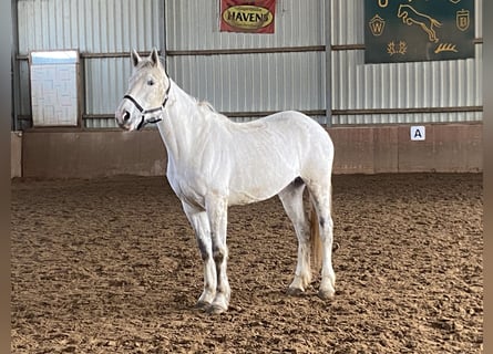 Irlandzki koń sportowy, Klacz, 9 lat, 165 cm, Siwa