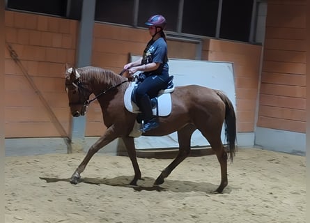Irlandzki koń sportowy, Klacz, 9 lat, 166 cm, Kasztanowata