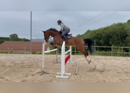 Irlandzki koń sportowy, Wałach, 16 lat, 165 cm, Gniada
