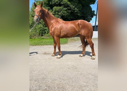 Irlandzki koń sportowy, Wałach, 3 lat, 160 cm, Ciemnokasztanowata