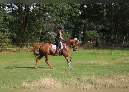 Irlandzki koń sportowy Mix, Wałach, 4 lat, 162 cm, Kasztanowata