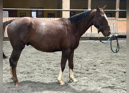 Irlandzki koń sportowy, Wałach, 4 lat, 165 cm, Ciemnokasztanowata