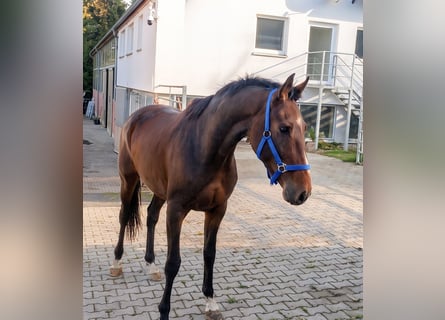 Irlandzki koń sportowy, Wałach, 4 lat, 168 cm, Gniada