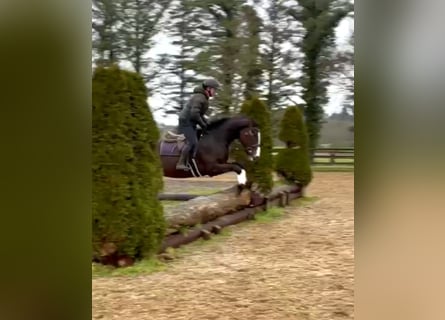 Irlandzki koń sportowy, Wałach, 4 lat, 172 cm, Ciemnogniada