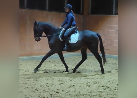 Irlandzki koń sportowy, Wałach, 4 lat, 174 cm, Kara