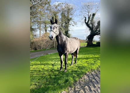 Irlandzki koń sportowy, Wałach, 5 lat, 157 cm, Siwa