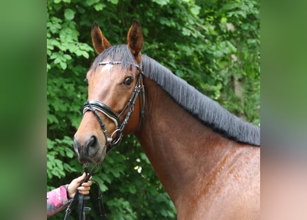 Irlandzki koń sportowy, Wałach, 5 lat, 158 cm, Gniada
