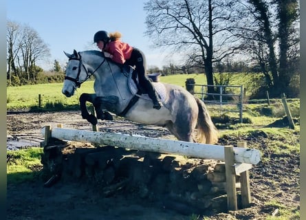 Irlandzki koń sportowy, Wałach, 5 lat, 158 cm, Siwa jabłkowita