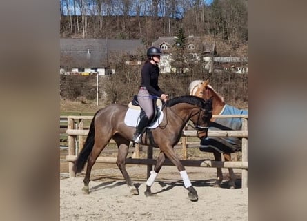 Irlandzki koń sportowy, Wałach, 5 lat, 162 cm, Ciemnogniada