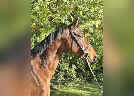 Irlandzki koń sportowy, Wałach, 5 lat, 167 cm, Gniada