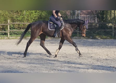 Irlandzki koń sportowy, Wałach, 5 lat, 167 cm, Skarogniada