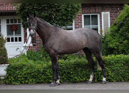 Irlandzki koń sportowy, Wałach, 5 lat, 172 cm, Karosiwa