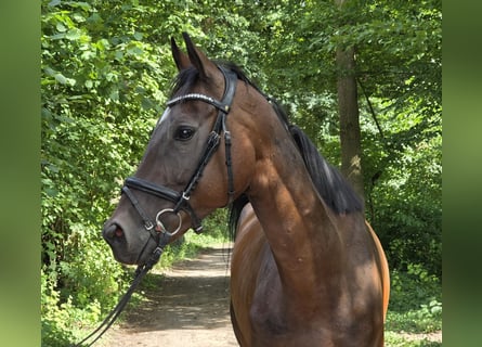 Irlandzki koń sportowy Mix, Wałach, 6 lat, 160 cm, Ciemnogniada
