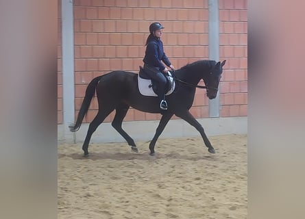 Irlandzki koń sportowy, Wałach, 6 lat, 165 cm, Kara