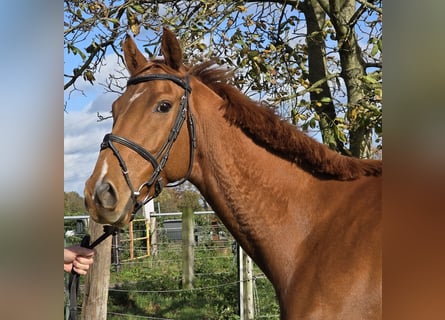 Irlandzki koń sportowy Mix, Wałach, 6 lat, 165 cm, Kasztanowata