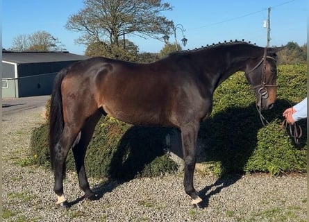 Irlandzki koń sportowy, Wałach, 6 lat, 166 cm, Gniada