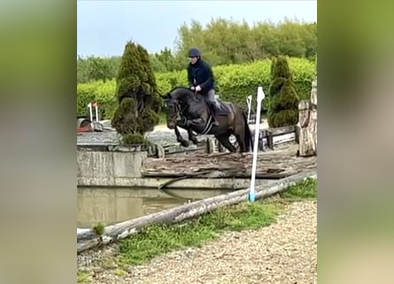 Irlandzki koń sportowy, Wałach, 6 lat, 169 cm, Ciemnogniada