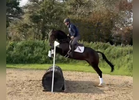 Irlandzki koń sportowy, Wałach, 6 lat, 169 cm, Ciemnogniada