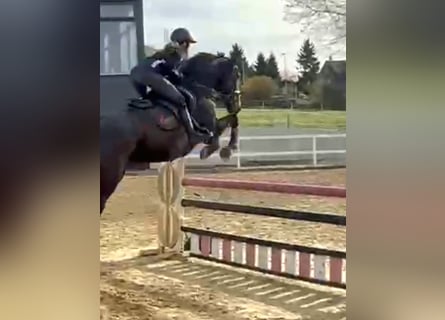 Irlandzki koń sportowy, Wałach, 6 lat, 169 cm, Ciemnogniada