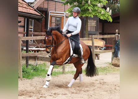 Irlandzki koń sportowy Mix, Wałach, 6 lat, Gniada