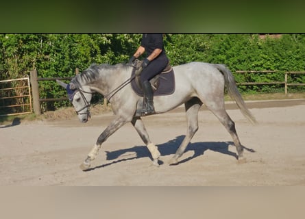 Irlandzki koń sportowy, Wałach, 8 lat, 168 cm, Siwa jabłkowita