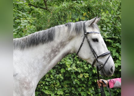 Irlandzki koń sportowy, Wałach, 8 lat, 168 cm, Siwa jabłkowita